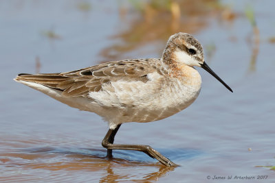 Wilson's Phalarope