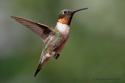 Ruby-throated Hummingbird