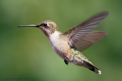 Ruby-throated Hummingbird