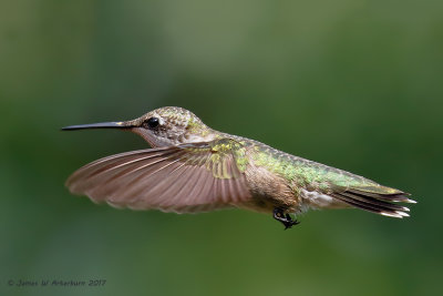 Ruby-throated Hummingbird