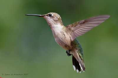 Ruby-throated Hummingbird