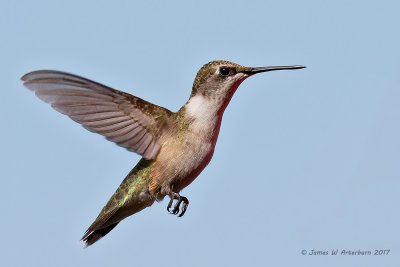 Ruby-throated Hummingbird