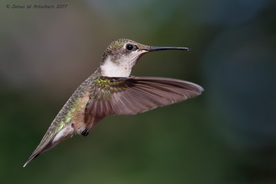 Ruby-throated Hummingbird