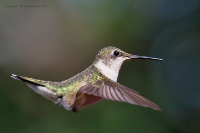 Ruby-throated Hummingbird