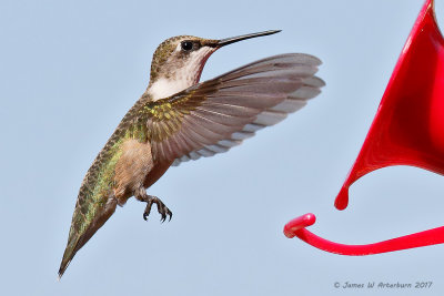 Ruby-throated Hummingbird