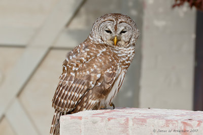 Barred Owl