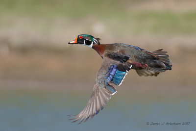 Wood Duck