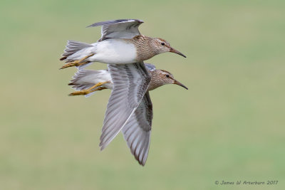 Pectoral Sandpiper