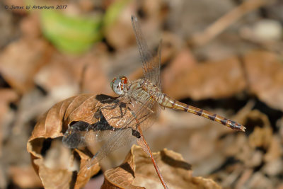 Blue-faced Meadowhawk