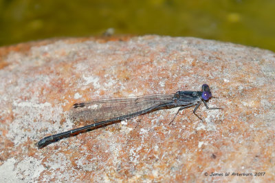 Dusky Dancer