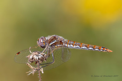 Variegated Meadowhawk