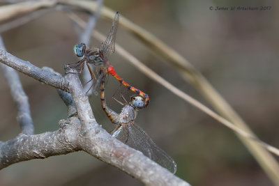 Blue-faced Meadowhawk