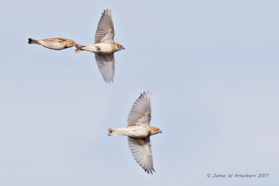 Thick-billed & Lapland Longspurs