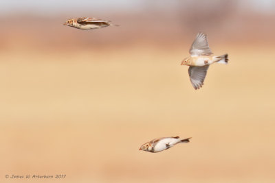 Thick-billed & Lapland Longspurs