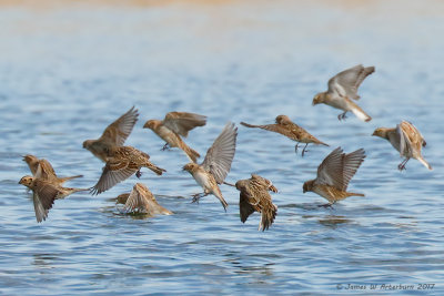 Thick-billed & Lapland Longspurs