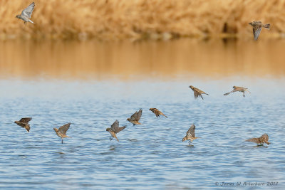 Lapland Longspur