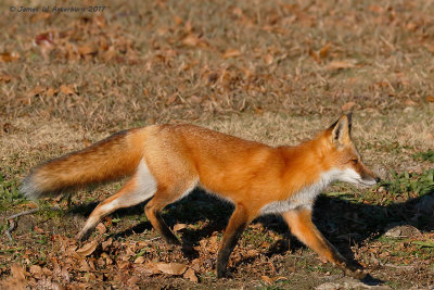 Red Fox