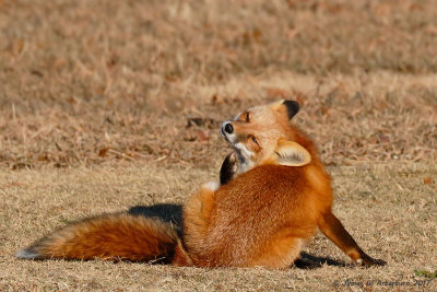 Red Fox