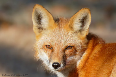 Red Fox