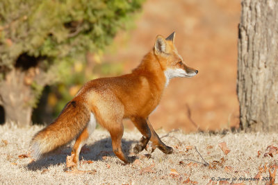Red Fox