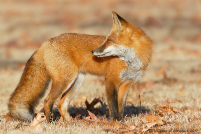 Red Fox