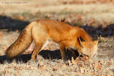 Red Fox
