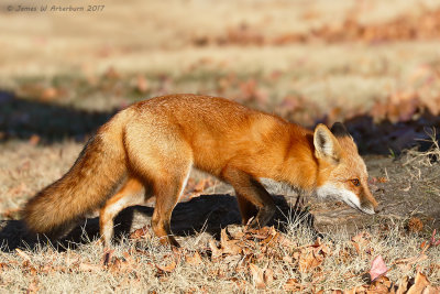Red Fox