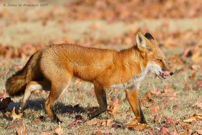 Red Fox