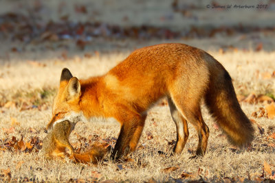 Red Fox