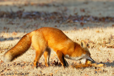 Red Fox