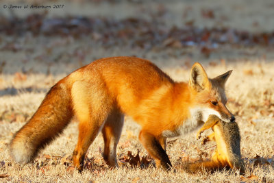 Red Fox