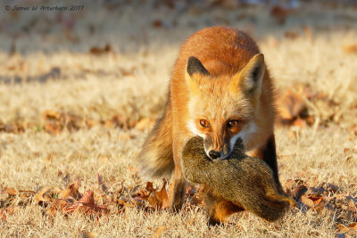 Red Fox