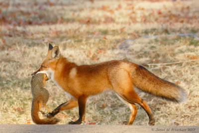 Red Fox
