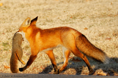 Red Fox