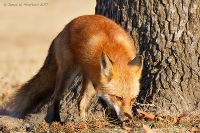 Red Fox