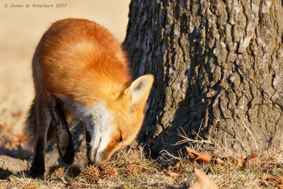 Red Fox