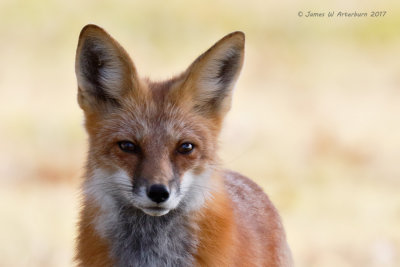 Red Fox