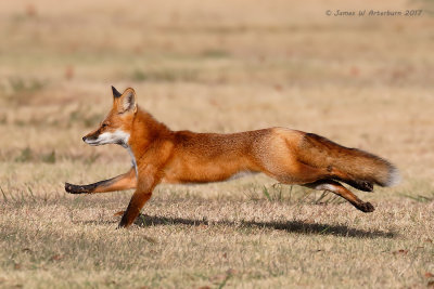 Red Fox