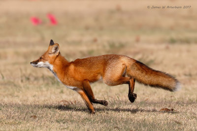 Red Fox
