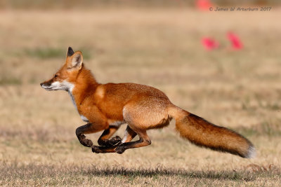 Red Fox