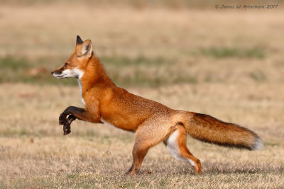 Red Fox