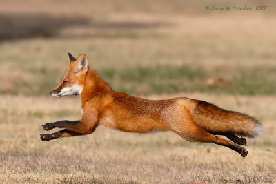 Red Fox