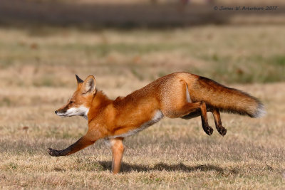 Red Fox