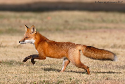 Red Fox