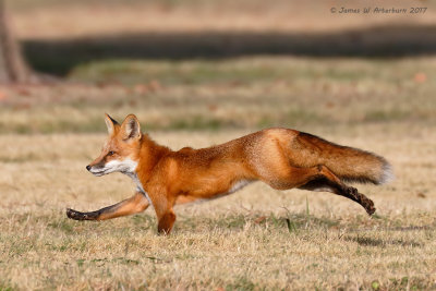 Red Fox