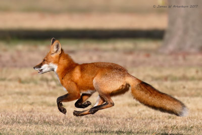 Red Fox