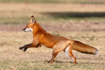 Red Fox