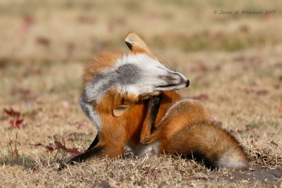 Red Fox