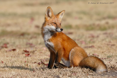 Red Fox