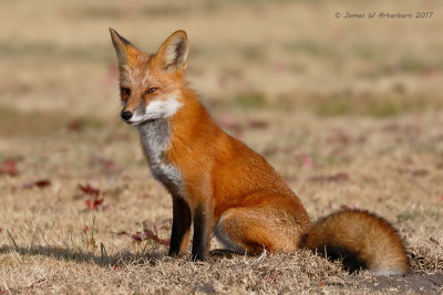 Red Fox